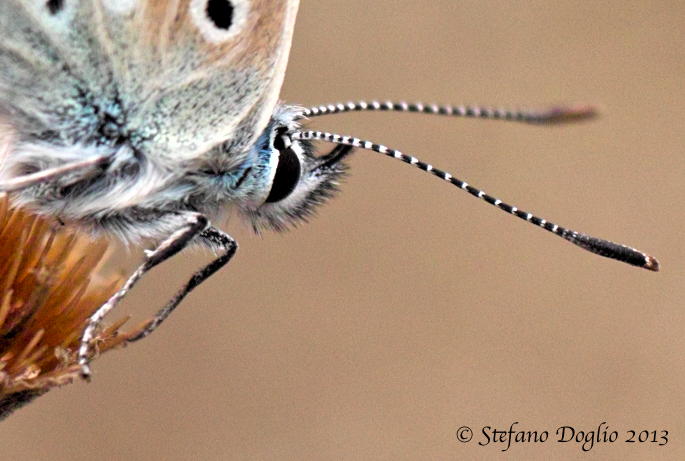 Polyommatus (Lysandra) bellargus